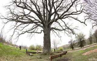 #сафариальфарадио