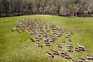 #сафариальфарадио