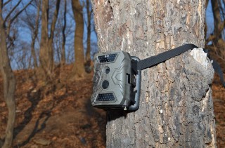 фотоловушка на дереве