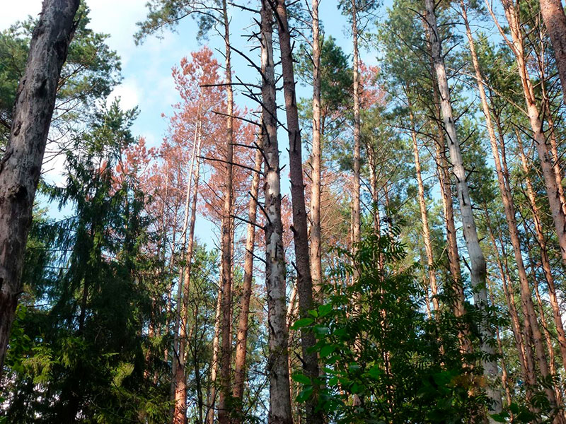 Усыханне хвоі - фота з зямлі