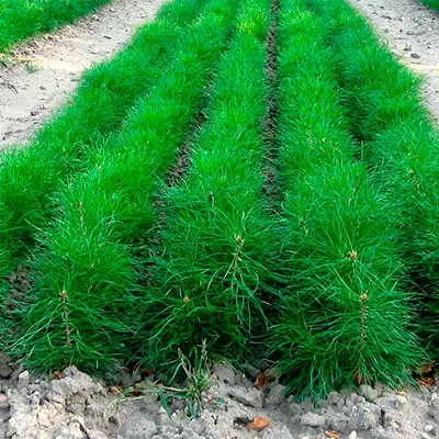 Seedlings of pine