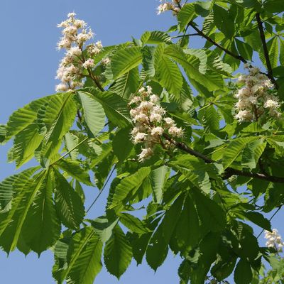 Каштан конскі