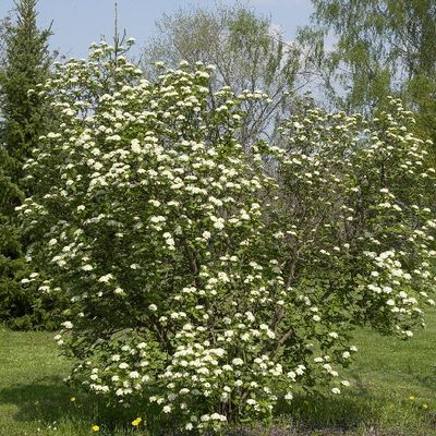 Каліна гардавіна
